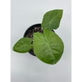 thumbnail image 6 of Alocasia Kuching Mask, 4 inch Giant Hardy Elephant Ears, Wentii, New Guinea Shield, 6 of 8