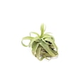 thumbnail image 3 of Medium Air Plants Streptophylla - Live Tillandsia Succulent House Plants - Available in Wholesale and Bulk - Home and Garden Decor - Easy Care Indoor and Outdoor Plants (Pack of 5), 3 of 12