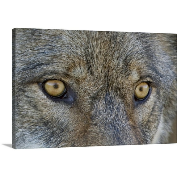 Great BIG Canvas | "Close Up Of Face And Eyes Of A Gray Wolf, Denal National Park, Interior Alaska" Canvas Wall Art - 48x32