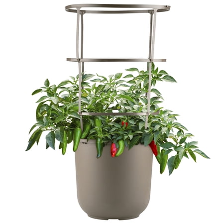 Whitney Farms Pot-a-Peno Jalapeno, Live Plant, 2.6 gal.