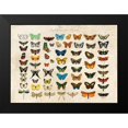 thumbnail image 2 of Lamanche, Stef 18x14 Black Modern Framed Museum Art Print Titled - Papillons du Monde- After DOrbigny, 2 of 5