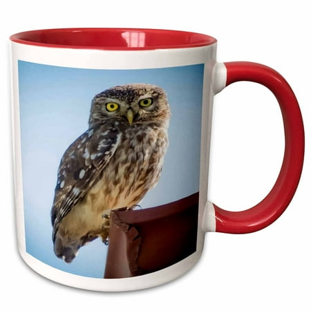 3dRose Cute Barn Owl Making Eye Contact Vector - Two Tone Red Mug,