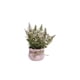 thumbnail image 2 of Small Artificial Potted Greenery Fake Home Office Desk Decor Wedding Photography Prop Miniature Plastic Greenery 1-Piece, 2 of 6