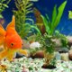 thumbnail image 1 of KAKOWELY Artificiales Acuario Multicolor Para Y Mantenimiento, 1 of 6