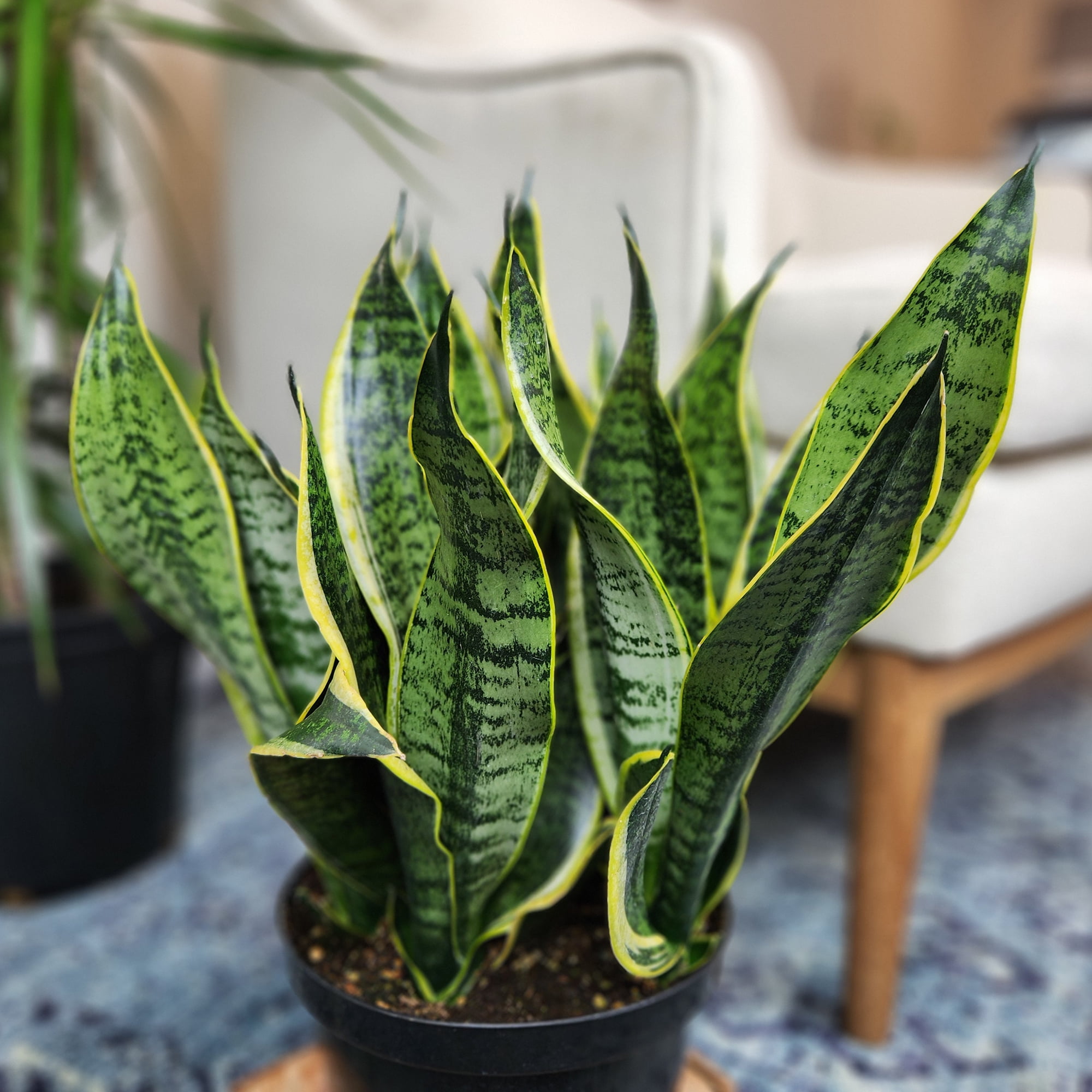 Premium Snake Plant (Sansevieria) in 8" Grower Pot, Live Plant, Grower's Choice Seasonal Selection