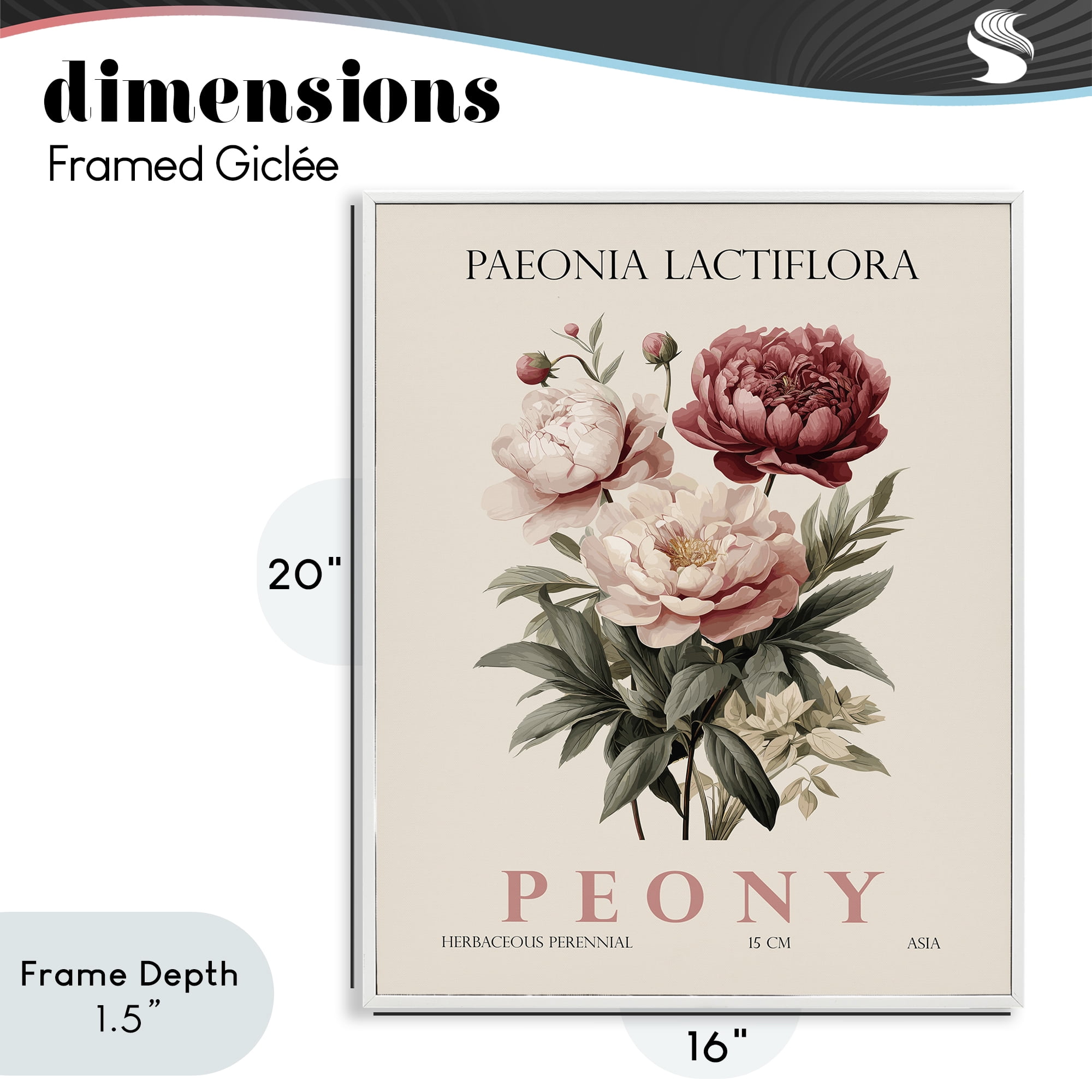 Stupell Industries Natural Peony Bundle White Framed Giclee Art, design by Christopher Giampietro