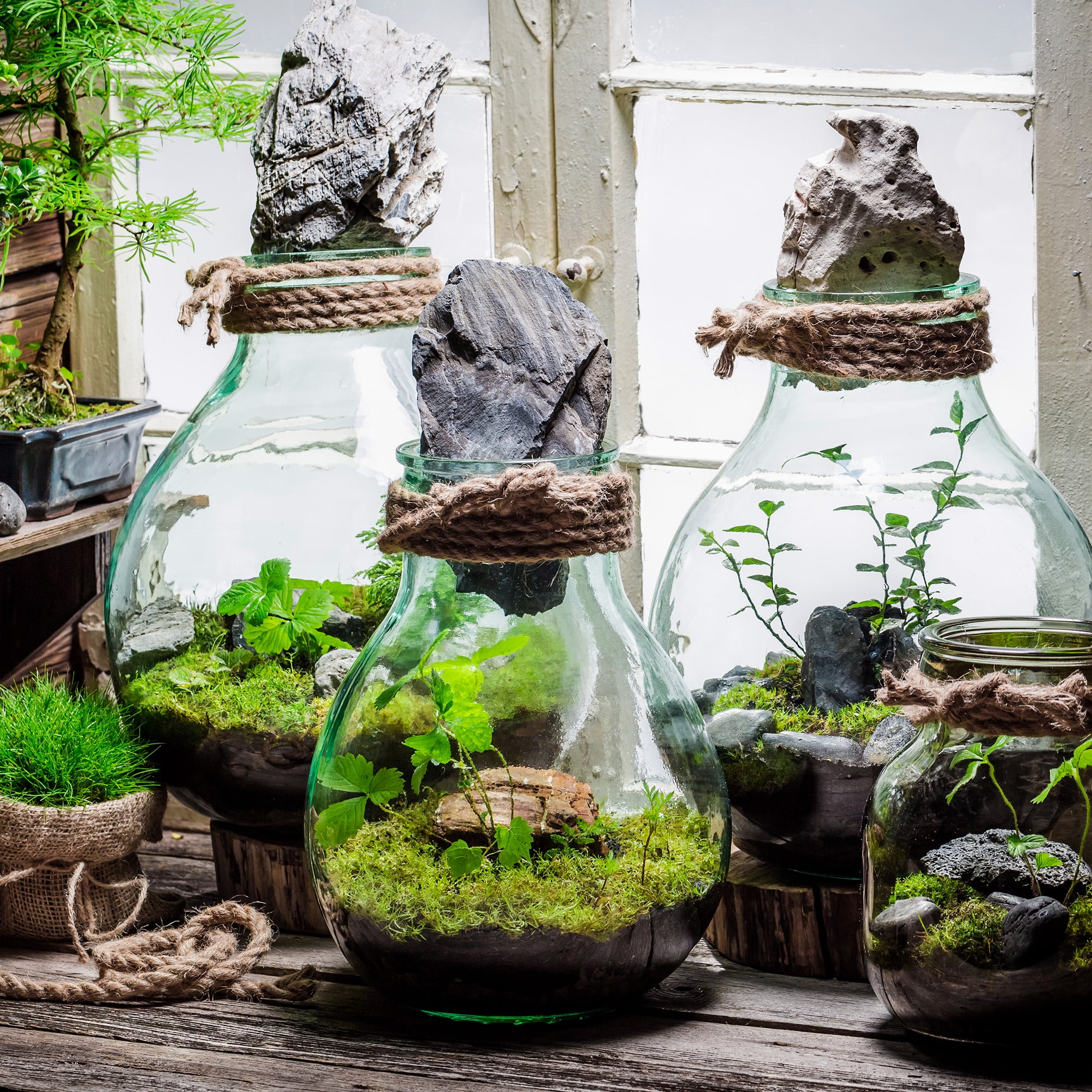 Moss Terrarium Soil For Sale