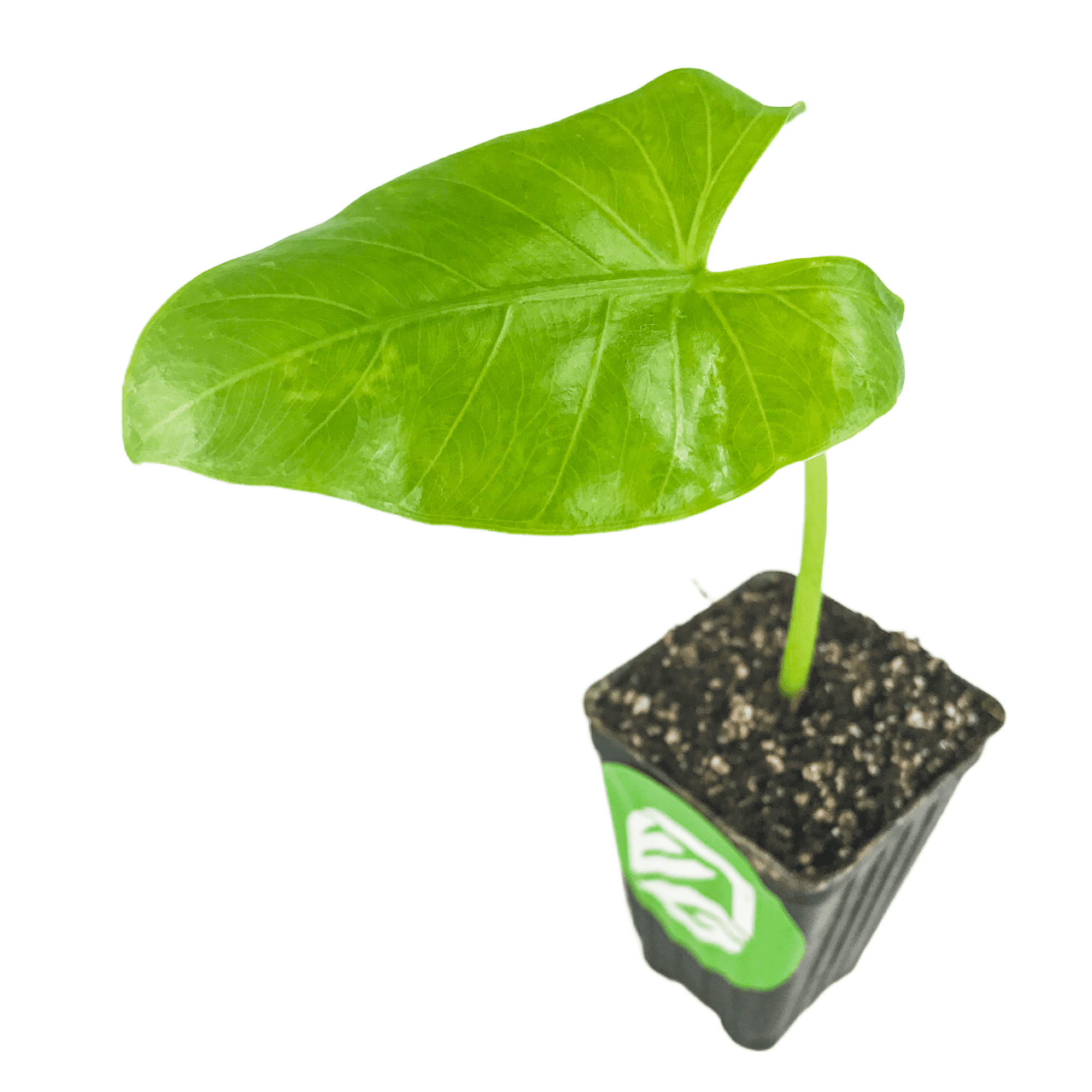 Borneo Giant Elephant Ear Live Plant Alocasia macrorrhiza