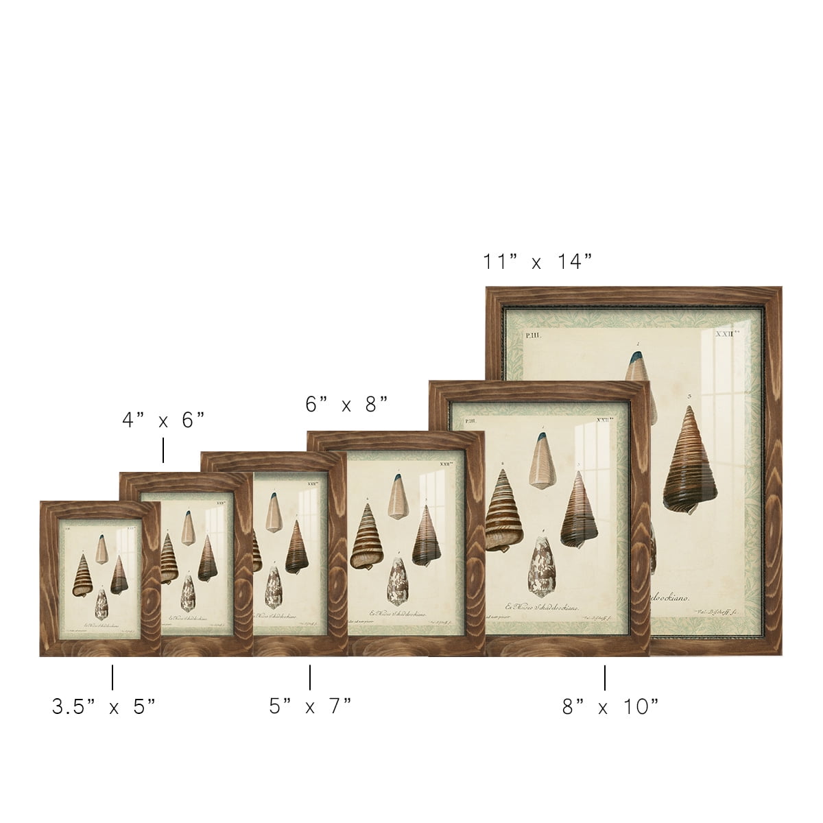 Bookplate Shells VI - Framed Print w/glass - Walnut