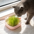 thumbnail image 5 of Dxssxc Whale Shaped Cat Grass Planter, Soilless Hydroponic Growing Kit for Indoor Cats, Wheatgrass Catnip Planting Pot with Drainage, Cute Decorative for Home Kitchen, 5 of 6