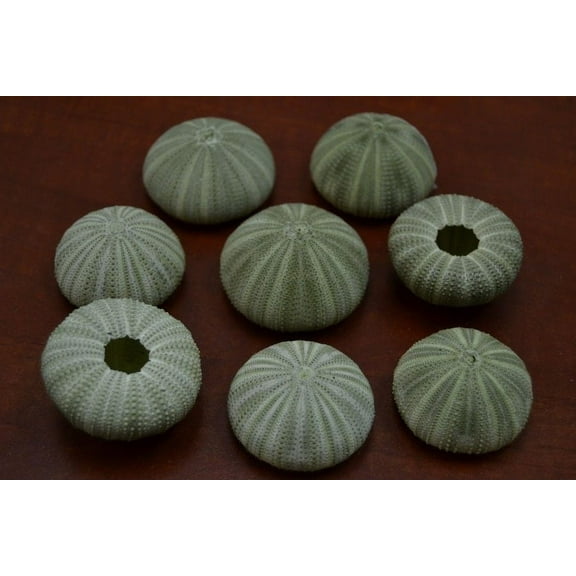 12 Pcs Green Sea Shell Urchins Craft Decor