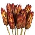 thumbnail image 4 of Vickerman 18-24” Red (Natural) Repens on Reed Stem - Sleeved 10 stems, Dried, 4 of 6