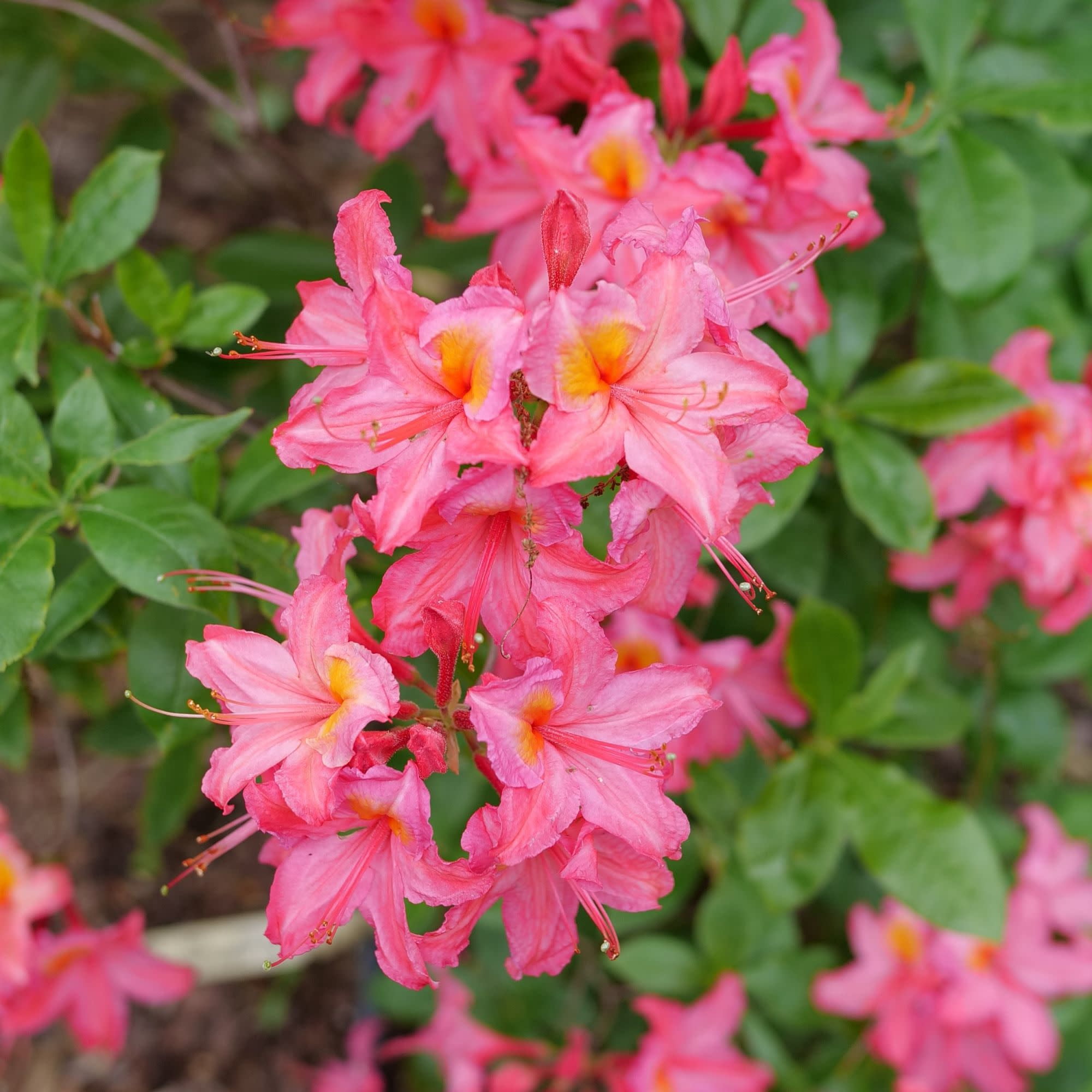 Proven Winners ColorChoice 5" Sweet Reward Pink Azalea Live Plant in 4.5" Pot (4 Count)