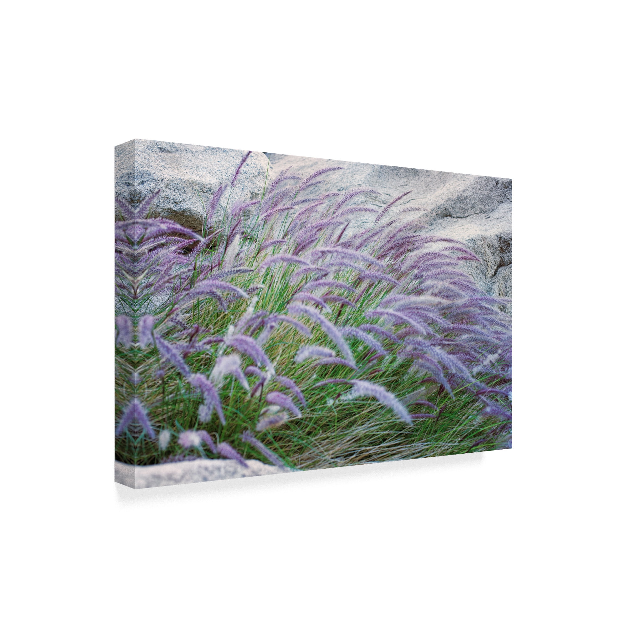 Trademark Fine Art 'Purple Wild Grass Ii' Canvas Art by Janice Sullivan