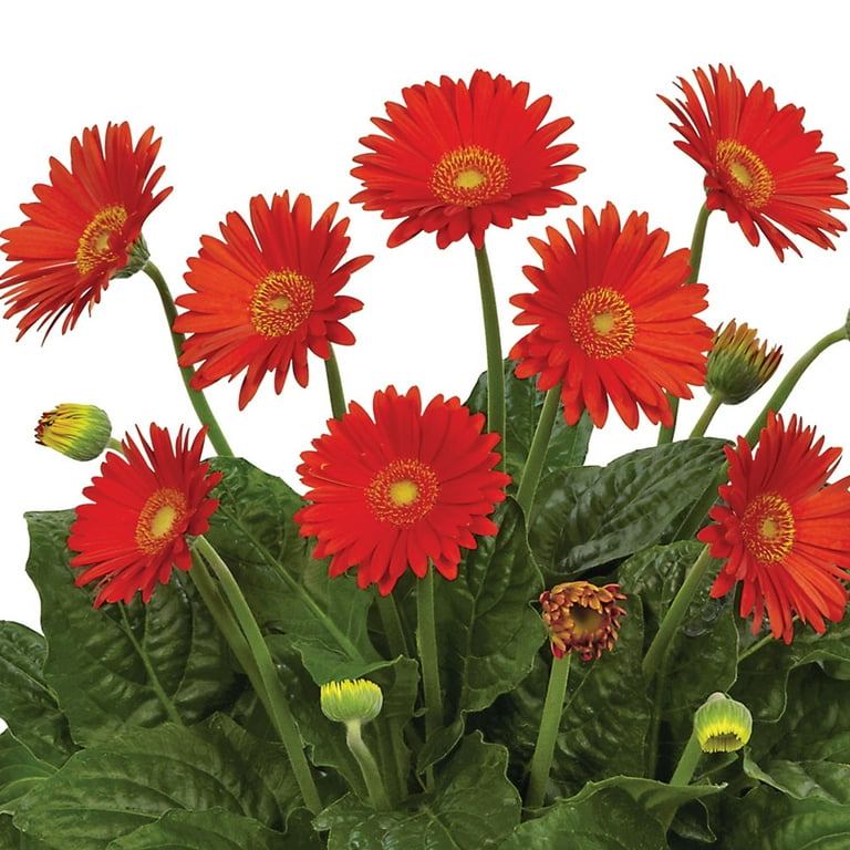 Growing Gerbera Daisies Outdoors