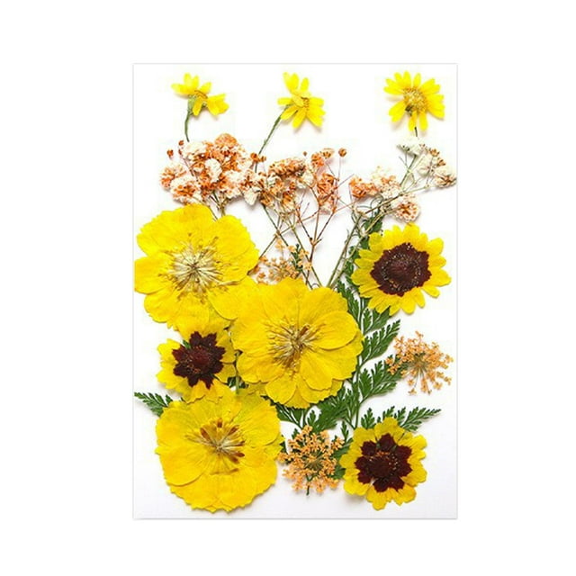Flores prensadas secas, juego de flores de , hermosa artesanía, fabricación de velas, Material de fabricación DIY para pantallas de , Amarillo verde