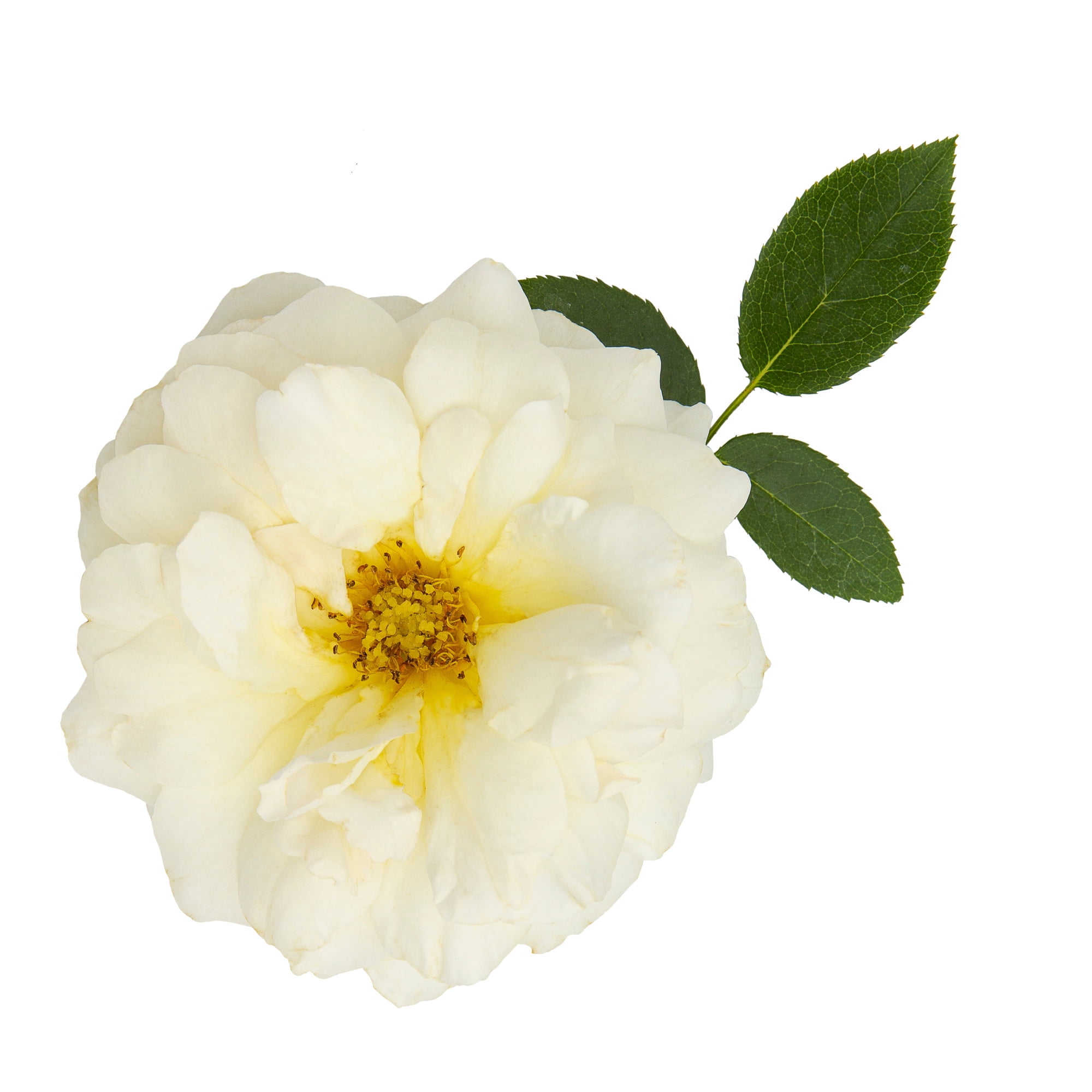 Proven Winners ColorChoice 5" White Reminiscent Crema Rose Live Plant in 4.5" Pot (4 Count)