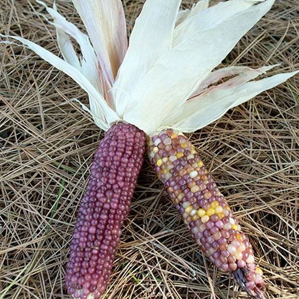 Neon Pink Corn 1/2 OZ 75 Seeds Heirloom, Open Pollinated, NonGMO, Farm & Vegetable