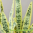 thumbnail image 3 of 4 Pack Artificial Snake Plants 26" Faux Agave Fake Sansevieria UV Resistant Plant for Indoor and Outdoor Home Garden Office Store Decoration Home Décor, 3 of 5