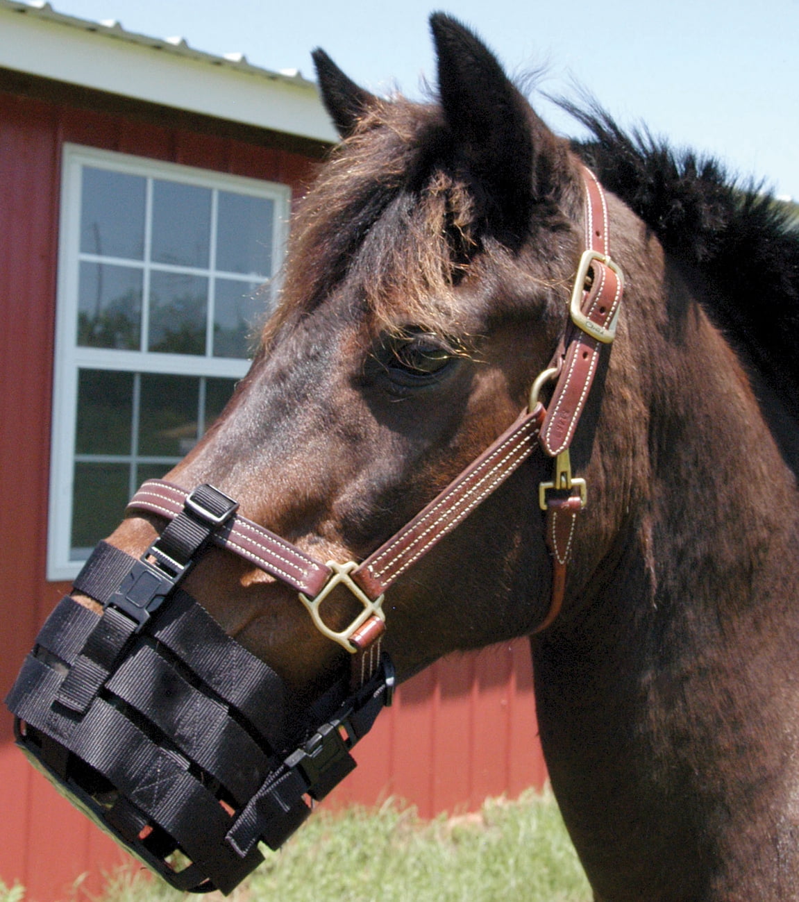 horse muzzle horse muzzle