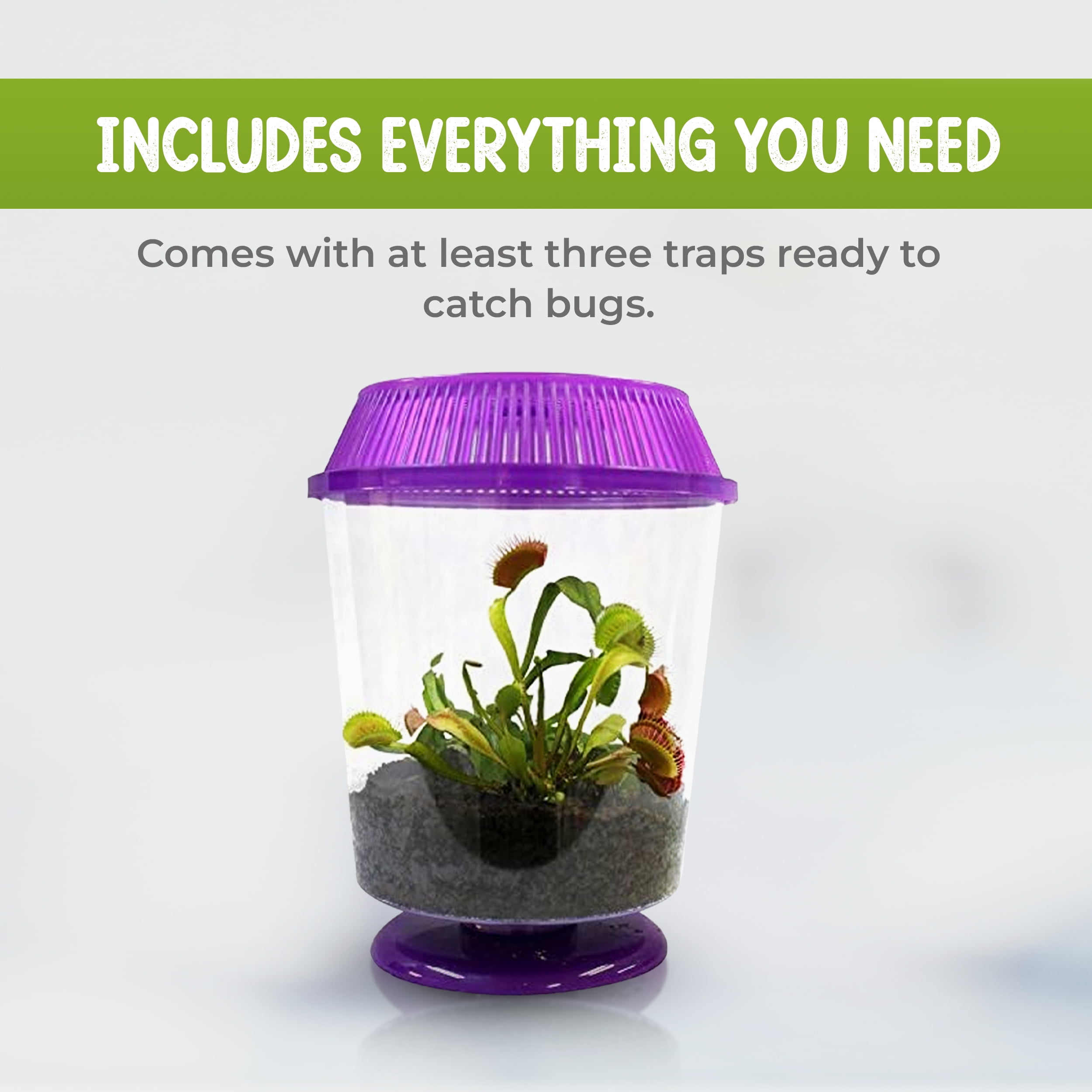 Venus Fly Trap Live Plant with Assorted Color 4.5” Terrarium +Carnivorous Plant Soil and Live Venus Flytrap