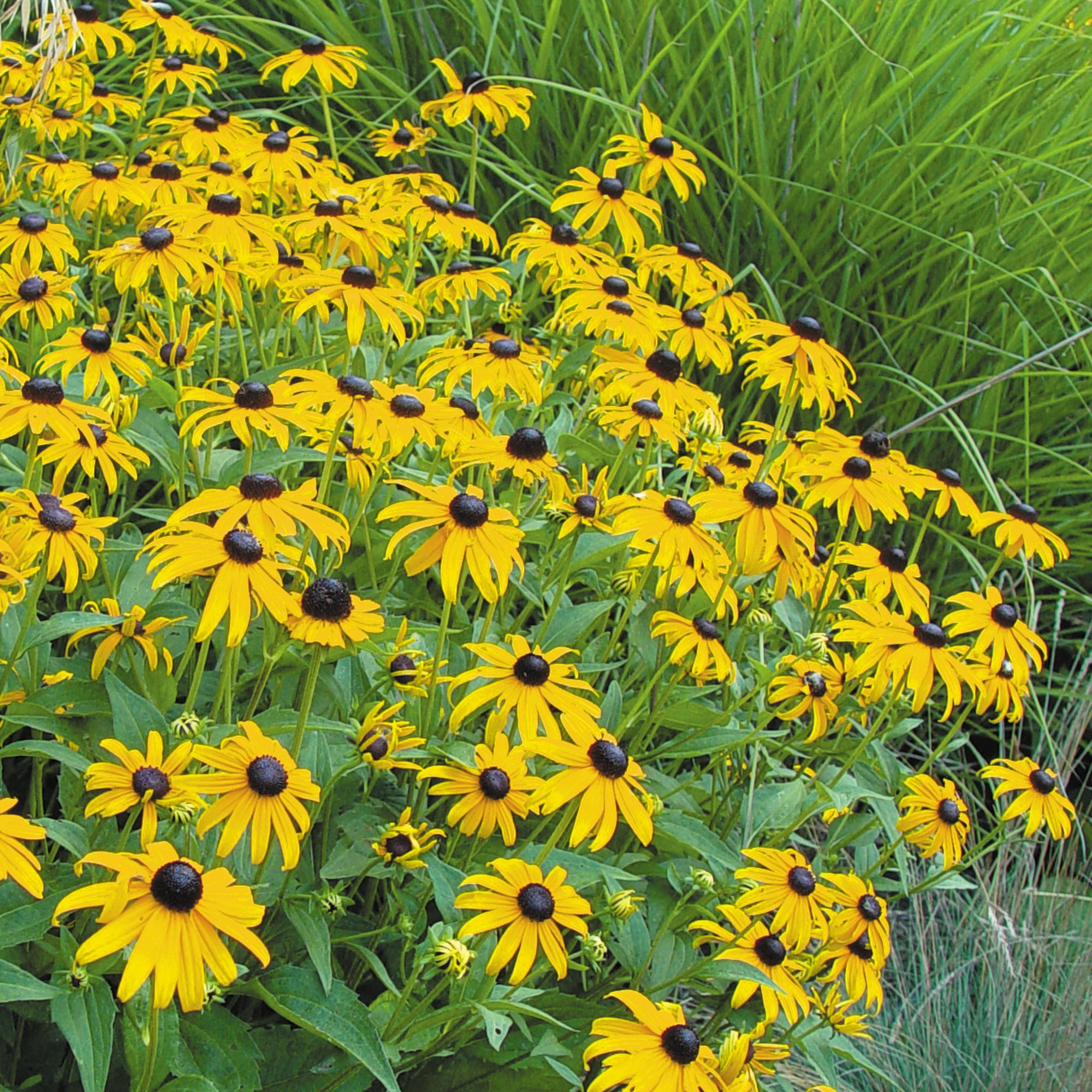 Burpee Goldsturm Rudbeckia Flower Seed, 1-Pack