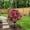 B2_Pink 22x15.74in, variant on Veeogra Artificial Purple Lavender Flowers Plants,Fake Faux Bushes Shrubs,Look Real Topiary Ball Trees,Evergreen With Ground Spike,Uv Resistant Weatherproof,Garden / Yard / Outdoor Planters