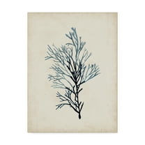 Trademark Fine Art 'Seaweed Specimens IV' Canvas Art by Naomi McCavitt