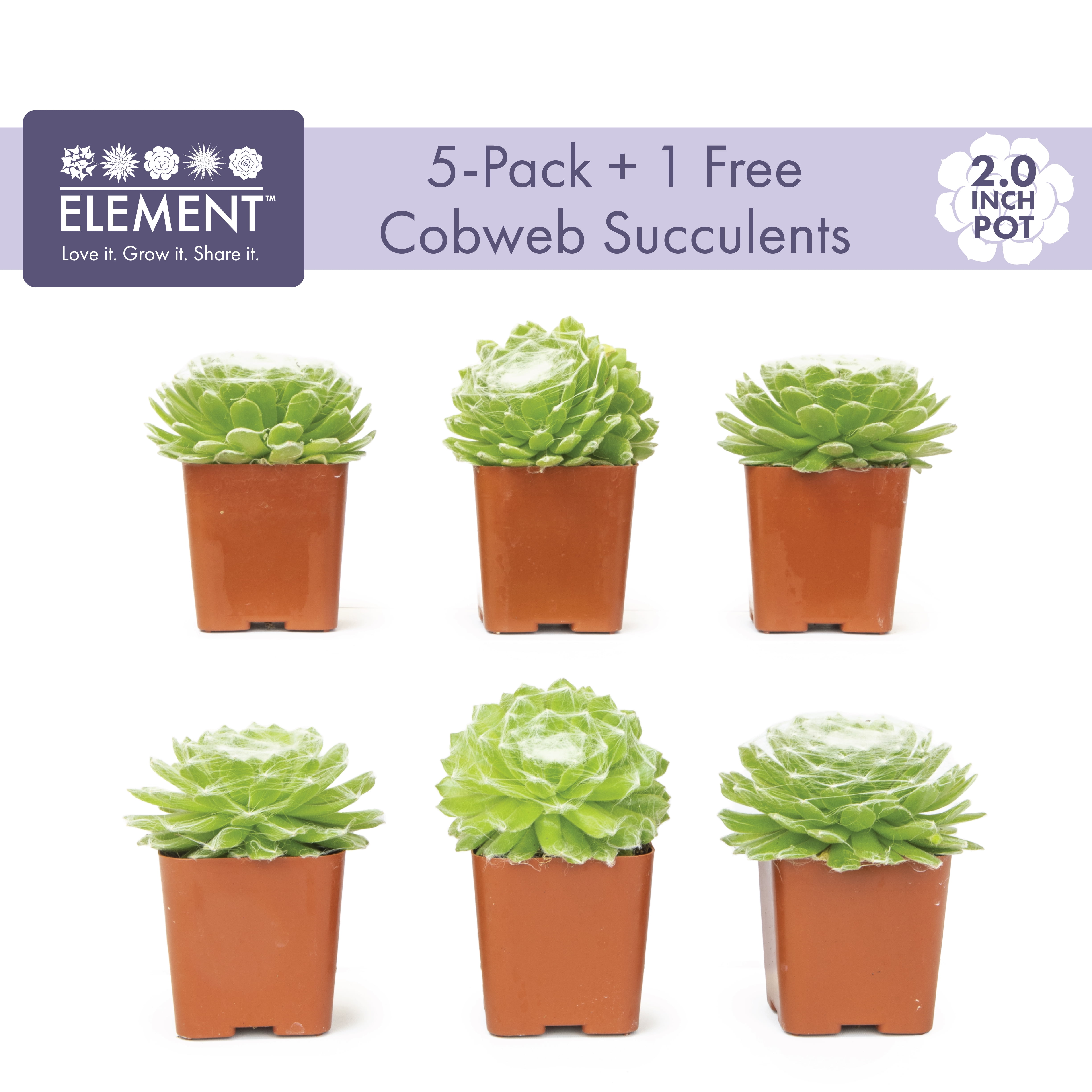 Altman Plants Pet Friendly Succulents (5 + 1 Free) Green Cobweb Sempervivum - 2 in Pots