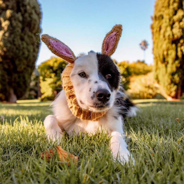 Zoo Snoods Brown Bunny Costume for Dogs Soft Yarn Ear Covers Hooded Dog Outfit with Ears and Head Collar Fursuit Head for Pets Dog Hoodie Neck Warmer Perfect for Cosplay and