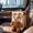 L, variant on Soft Furry Pet Carrier Bag for Small Dogs and Cats, Large Capacity Convenient Carry Breathable Head out Travel Tote Cute Teddy Bear Style Handheld Shoulder Bag