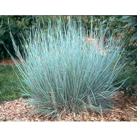 The Dirty Gardener Schizachyrium Scoparium Little Bluestem Ornamental Grass - 1 (Best Ornamental Grass For New England)