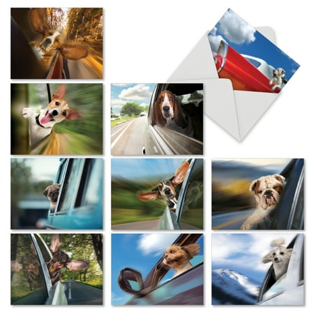 M6481TYG DOGGIE IN THE WINDOW' 10 Assorted Thank You Greeting Cards Featuring Hilarious Canine Passengers Enjoying Their Car Ride in the Fresh Air with Envelopes by The Best Card