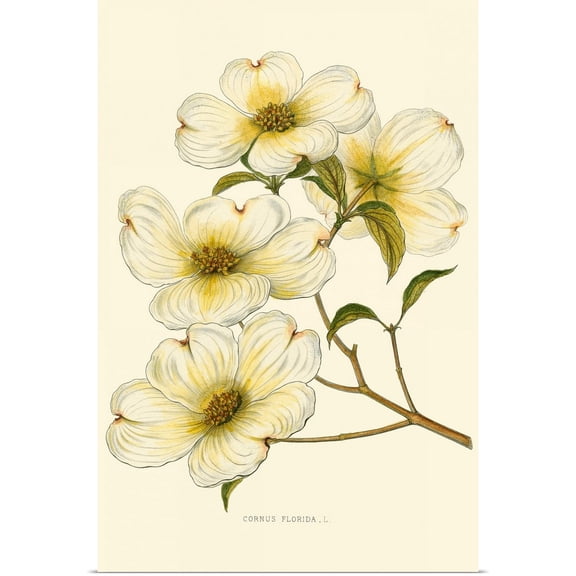 Great BIG Canvas | Rolled Poster Print entitled Dogwood