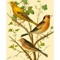 thumbnail image 2 of Rutledge, W. 20x24 White Modern Wood Framed Museum Art Print Titled - Domestic Bird Family VI, 2 of 4