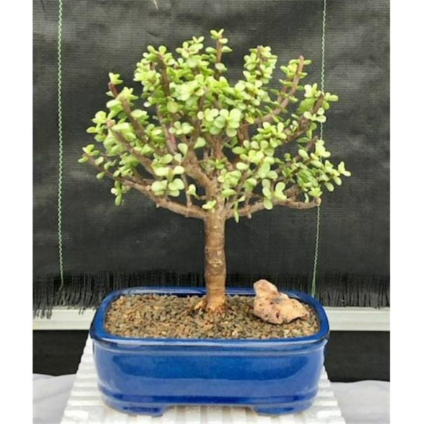 Portulacaria Afra Variegata Aged & Variegated Baby Jade Bonsai Tree, Large