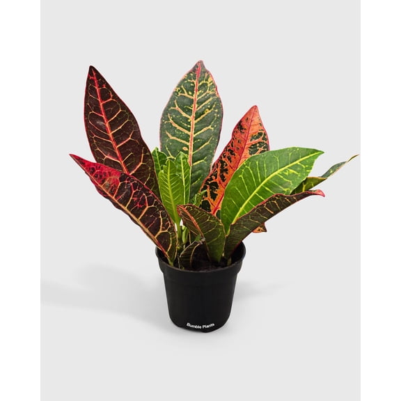 Croton Petra Codiaeum Variegatum Pictum 'Joseph's Coat' - Live Air-Purifying Indoor Plant in Nursery Pot – Easy Care, Low Maintenance Houseplant for Home & Office Decor, Natural Air Cleaner, Best for