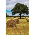 thumbnail image 2 of Wilson, Emily 17x24 Black Ornate Wood Framed with Double Matting Museum Art Print Titled - Italy-Apulia-Metropolitan City of Bari-Gioia del Colle Bales of hay in a field, 2 of 4