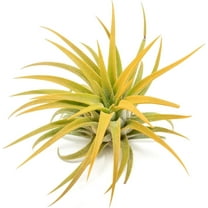 Orange Colorful Tillandsia Air Plants - Long Lasting Color Enhanced Live Tillandsia Succulent House Plants - Home and Garden Decor - Easy Care Indoor/Outdoor Plants (Ionantha Rubra, Single)