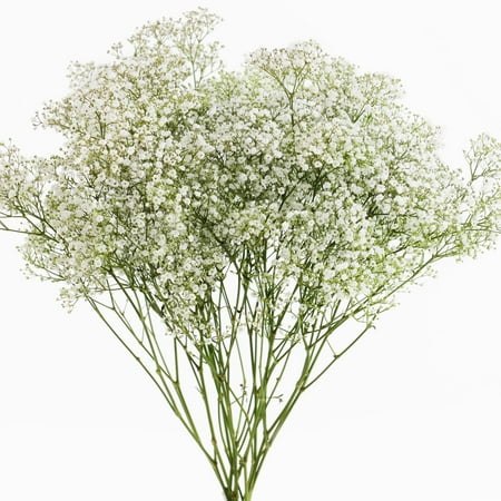 Natural Fresh Flowers Baby S Breath 5 Bunches Natural Fresh Flowers Baby S Breath 5 Bunches