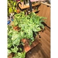 thumbnail image 4 of 6 inch Pot - Syngonium Batik Variegata, Syngonium glo go Live Rare Houseplants Very Elegant indoor Plant - Get similar to the picture, 4 of 4