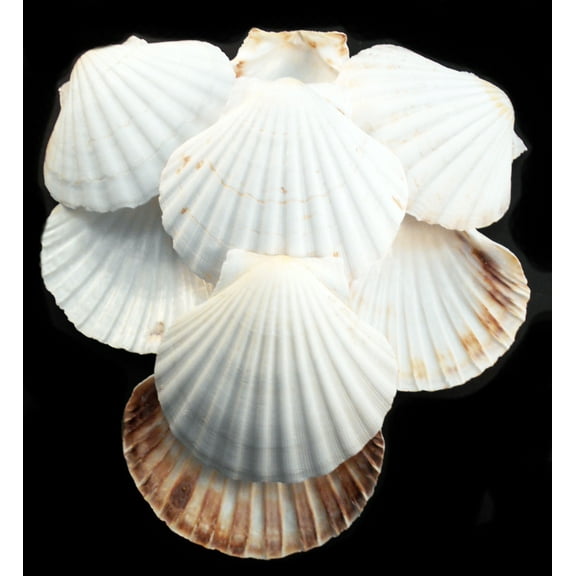 Set of 10 White Baking Scallop (3.5"-4") Restaurant Quality Real Seashells Beach Wedding Coastal Crafts and Decor