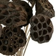 thumbnail image 5 of Vickerman Natural Botanicals 20" Lotus Pod, Medium on Stem. Includes 50 pieces per Pack., 5 of 5