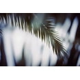 thumbnail image 2 of Mossholder, Tim 32x23 Black Ornate Wood Framed with Double Matting Museum Art Print Titled - Palm Branches, 2 of 4