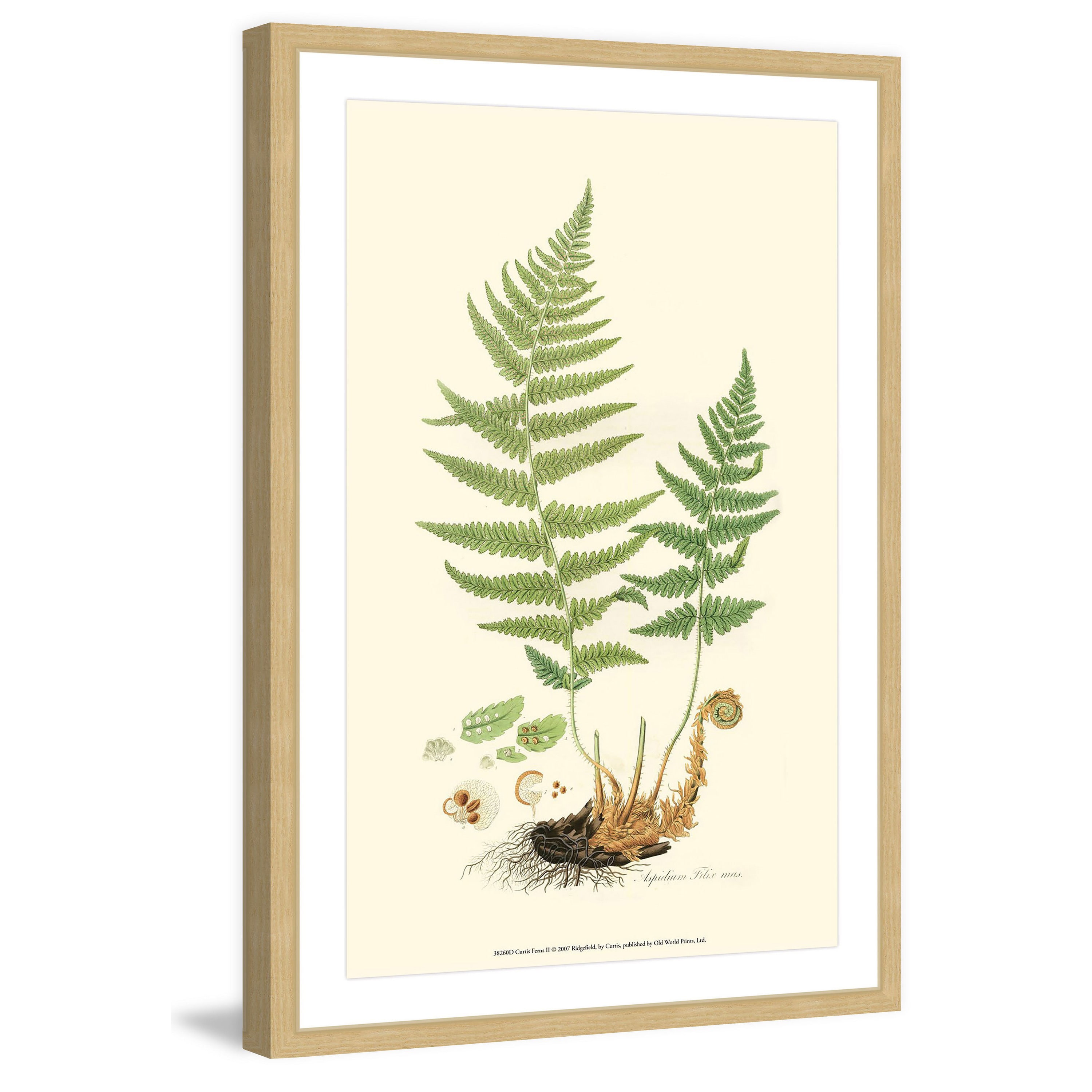 Marmont Hill "Curtis Ferns II" Framed Painting Print