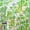 Leafy Rianbow, variant on Window Privacy Film One Way Daytime Privacy Static Cling Sun Blocking Anti UV Reflective Window Tint for Home and Office, Tinted Black, 17.5 inch X 78.7 inch