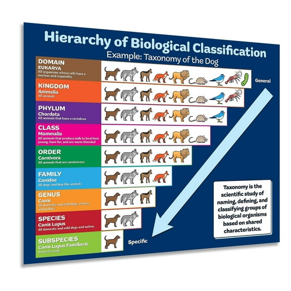 Biology Poster - Animal Classification/Taxonomy Chart - Science Teacher Supplies, Classroom Decor & Must Haves