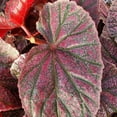 thumbnail image 2 of Begonia coccinea, Pink Mink, Angelwing Begonia - Pot Size: 3.5in - House Plants, 2 of 6
