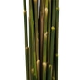 thumbnail image 4 of Vickerman 36" Aspen Gold Plume Reed Bundle (15-20 stems), Preserved, 4 of 4