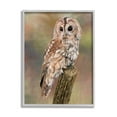 thumbnail image 4 of Stupell Industries Brown Tawny Owl Perched Intricate Woodland Wildlife Painting Painting Gray Framed Art Print Wall Art, Design by David Stribbling, 4 of 5